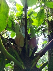 Philodendron wittianum