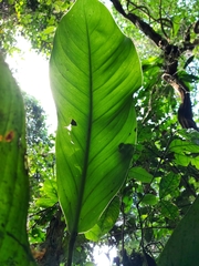 Philodendron wittianum