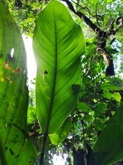Philodendron wittianum