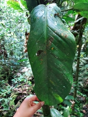 Philodendron wittianum