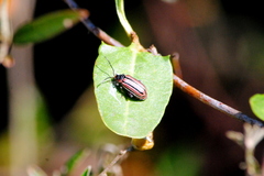 Disonycha bicarinata