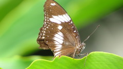 Hypolimnas bolina bolina