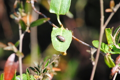 Disonycha bicarinata