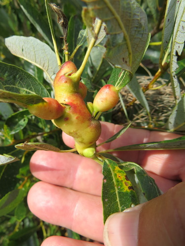 Potato Gall Midge photo 2