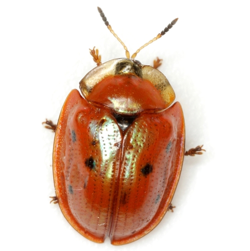 Jonthonota nigripes (Olivier, 1790)