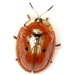 Blacklegged Tortoise Beetle - Photo (c) Mike Quinn, Austin, TX, some rights reserved (CC BY-NC), uploaded by Mike Quinn, Austin, TX