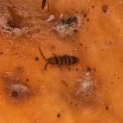 Orchesella hexfasciata