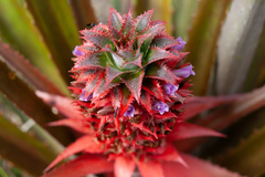 Ananas comosus bracteatus