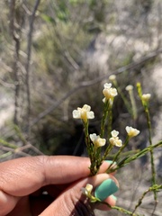 Lachnaea capitata