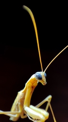 Mantis religiosa religiosa