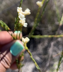 Lachnaea capitata