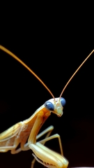 Mantis religiosa religiosa