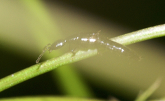 Oxybleptes kiteleyi