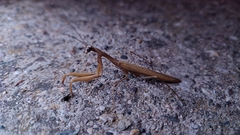 Mantis religiosa religiosa