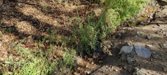 Juncus rugulosus