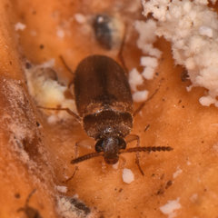 Hallomenus scapularis