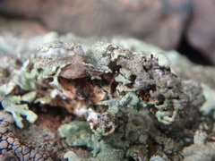 Xanthoparmelia viriduloumbrina