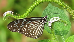 Ideopsis vulgaris macrina