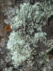 Xanthoparmelia viriduloumbrina