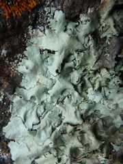 Xanthoparmelia viriduloumbrina