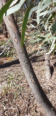 Eucalyptus intertexta
