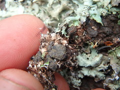 Xanthoparmelia viriduloumbrina