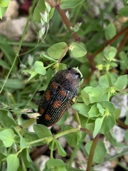 Stigmodera cancellata