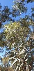 Eucalyptus intertexta