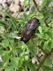Stigmodera cancellata