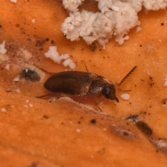 Hallomenus scapularis