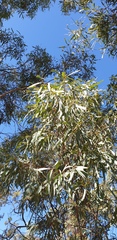 Eucalyptus intertexta