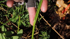 Juncus rugulosus