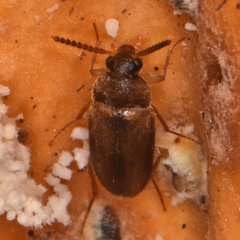 Hallomenus scapularis