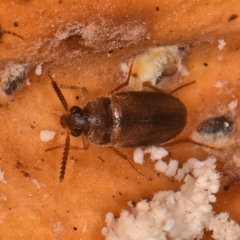 Hallomenus scapularis