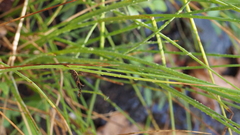 Juncus rugulosus