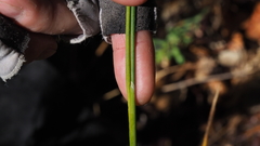 Juncus rugulosus