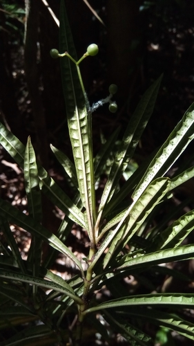 Psychotria himanthophylla image