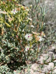Ruschia indecora