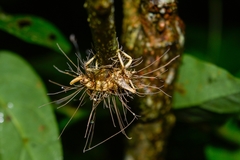Cordycipitaceae