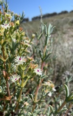 Ruschia indecora
