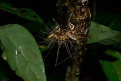 Cordycipitaceae