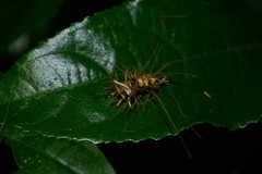 Cordycipitaceae