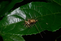 Cordycipitaceae