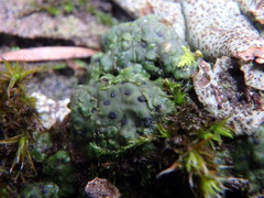 Clavascidium lacinulatum