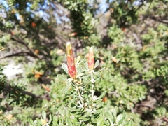 Lambertia inermis
