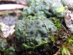 Clavascidium lacinulatum