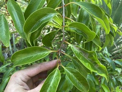 Citharexylum spinosum