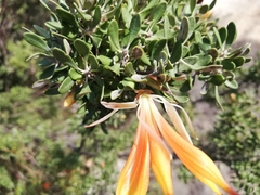 Lambertia inermis