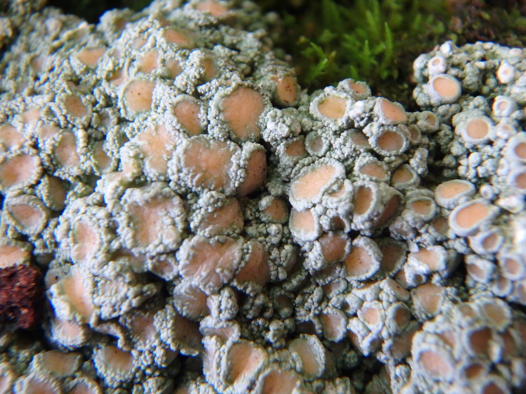 Rosy Saucer Lichen