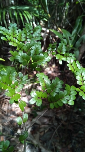 Cynometra abrahamii